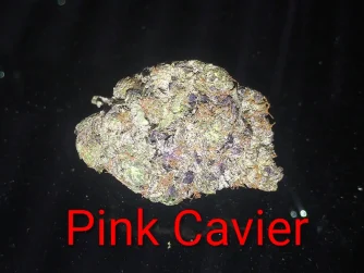 Pink Cavier