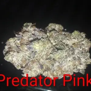 Predator Pink