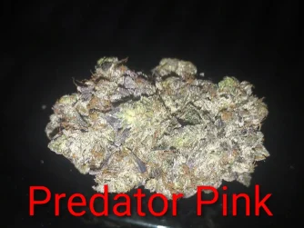Predator Pink