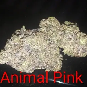 Animal Pink