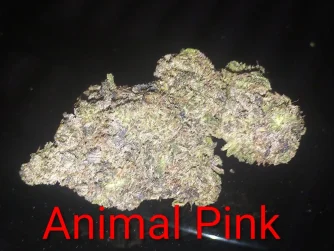 Animal Pink