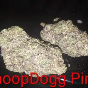 Snoop dog