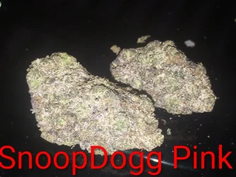 Snoop dog