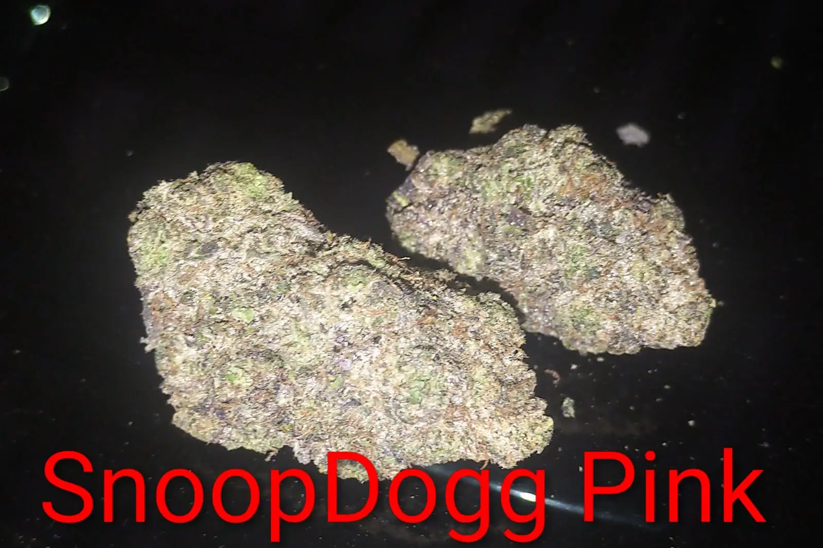 Snoop dog