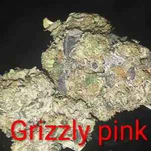 Grizzly Pink