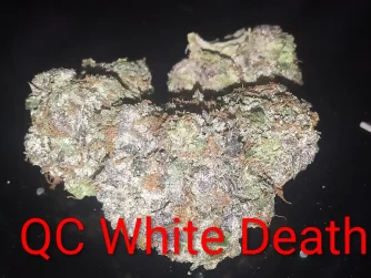 QC White Death