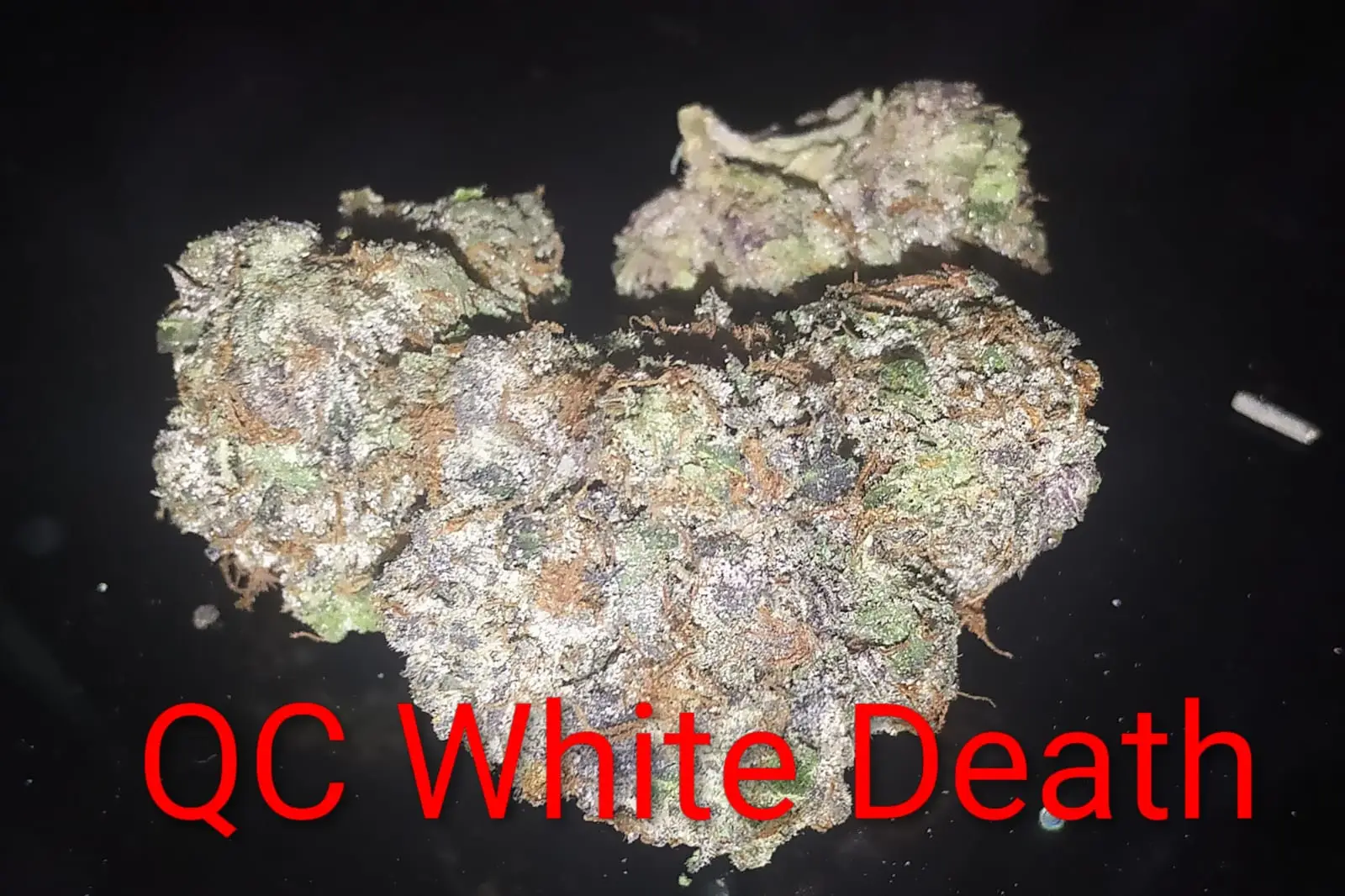 Q C White Death