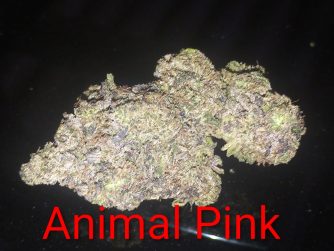 Animal Pink